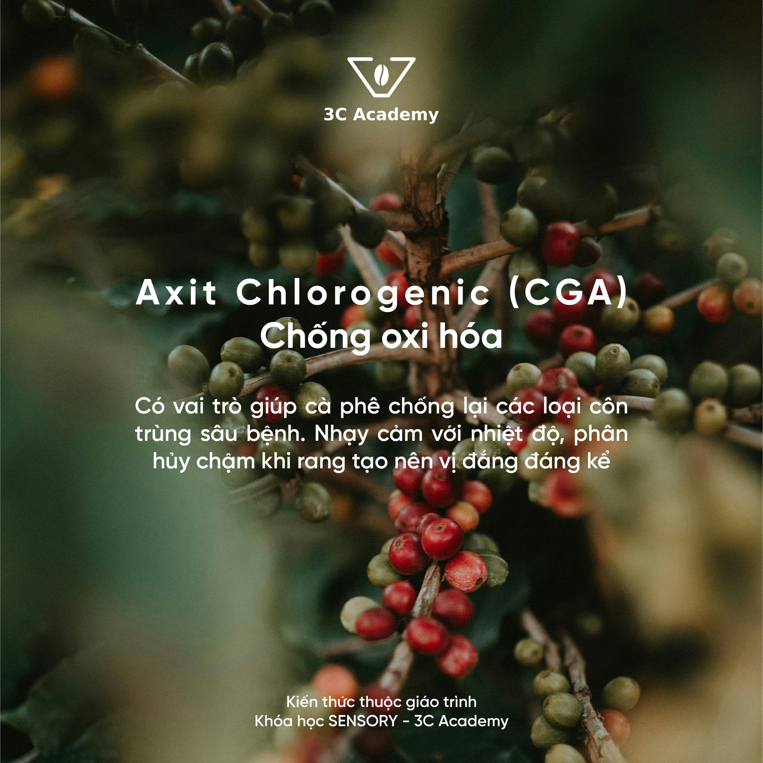 cga axit
